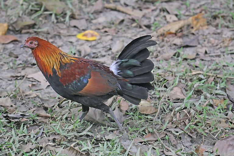 Red Junglefowl searching for food
