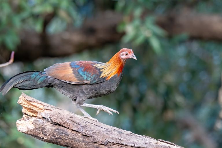Red Junglefowl standing on a piece of wood