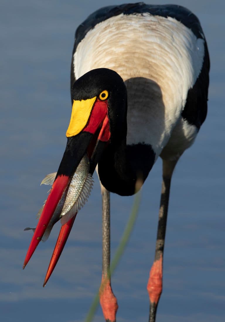 Saddle-billed Stork eating fish
