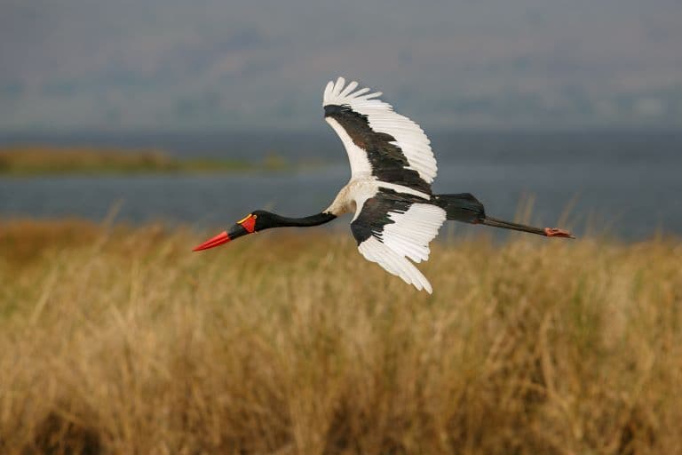 Saddle-billed Stork flying