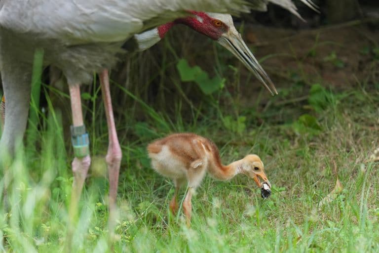 Sarus Crane mother feeding chick