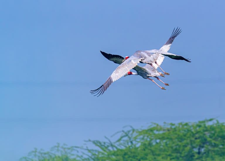Sarus Cranes flying