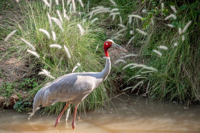 Sarus Crane profile