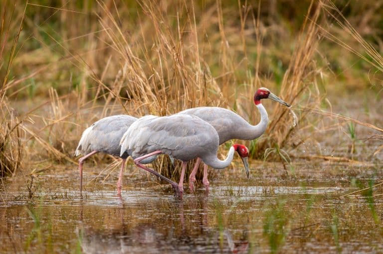 Sarus Crane finding food in the swamp