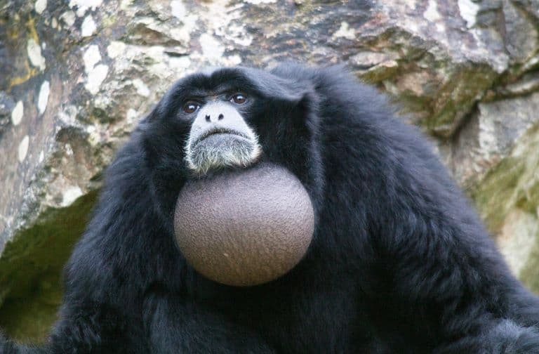 Siamang neck pouch