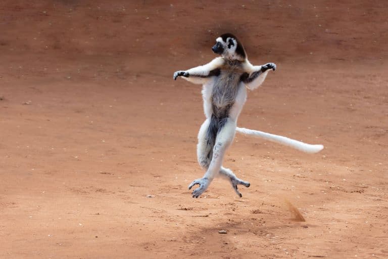 Sifaka dancing