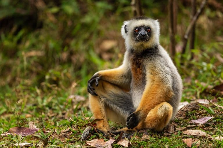 Sifaka sitting down and gazing