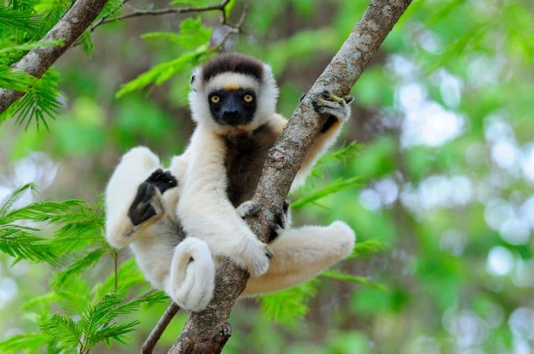 Sifaka profile view