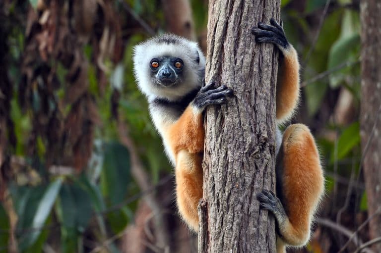 Sifaka on a tree