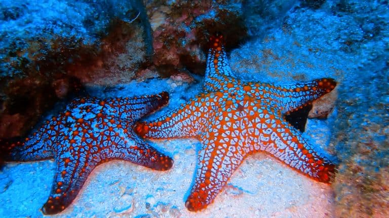 Starfish at the beach