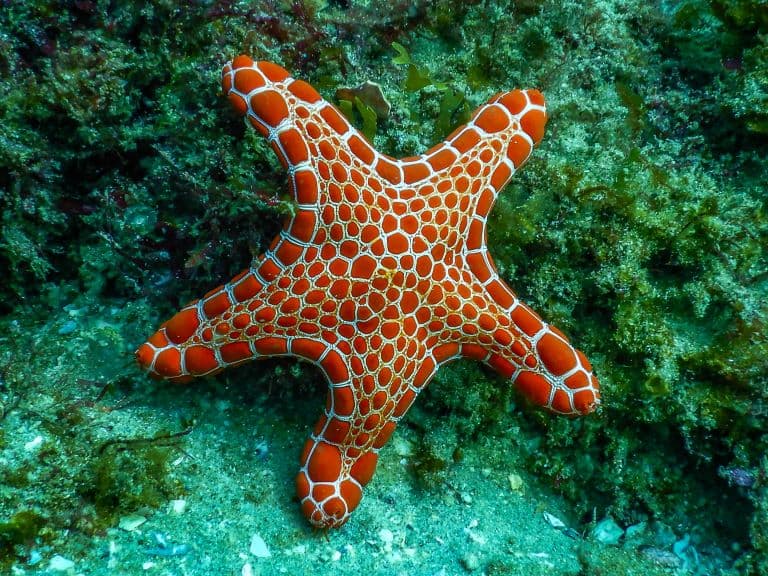 Starfish on the sea bottom