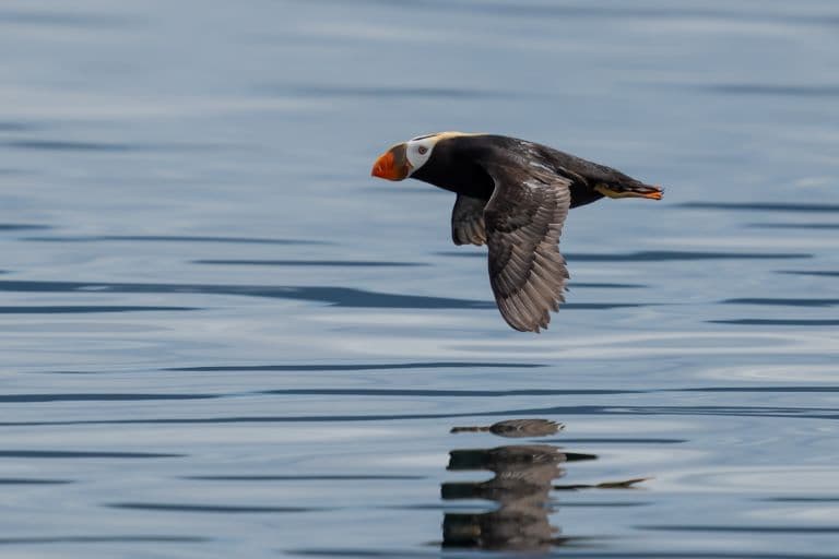 Tufted Puffin ready to land in the ocean