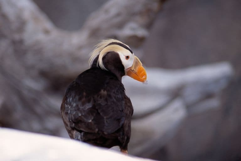 Tufted Puffin profile