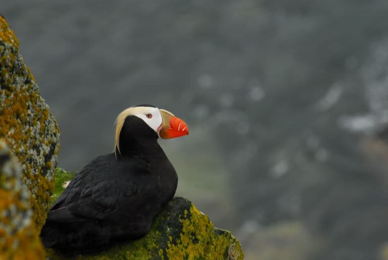 Tufted Puffin sitting on a rock