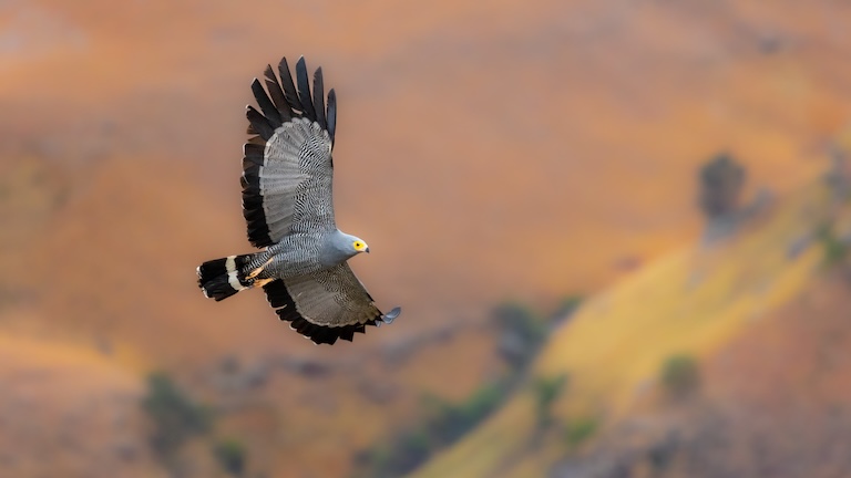 african harrier hawk flying