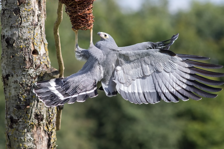 african harrier hawk nest