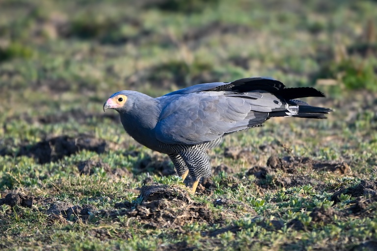 african harrier hawk on the ground