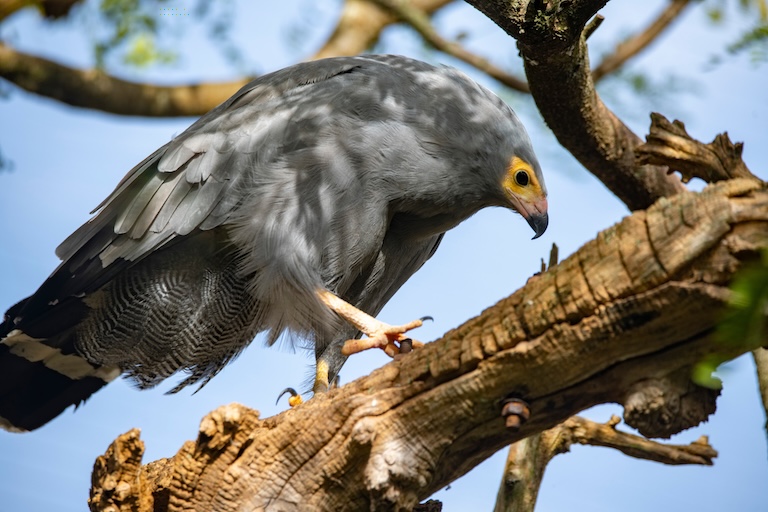 african harrier hawk profile
