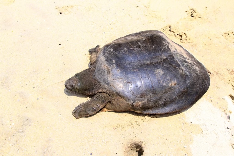 asian giant softshell portrait
