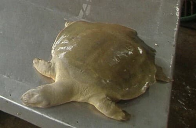 asian giant softshell profile
