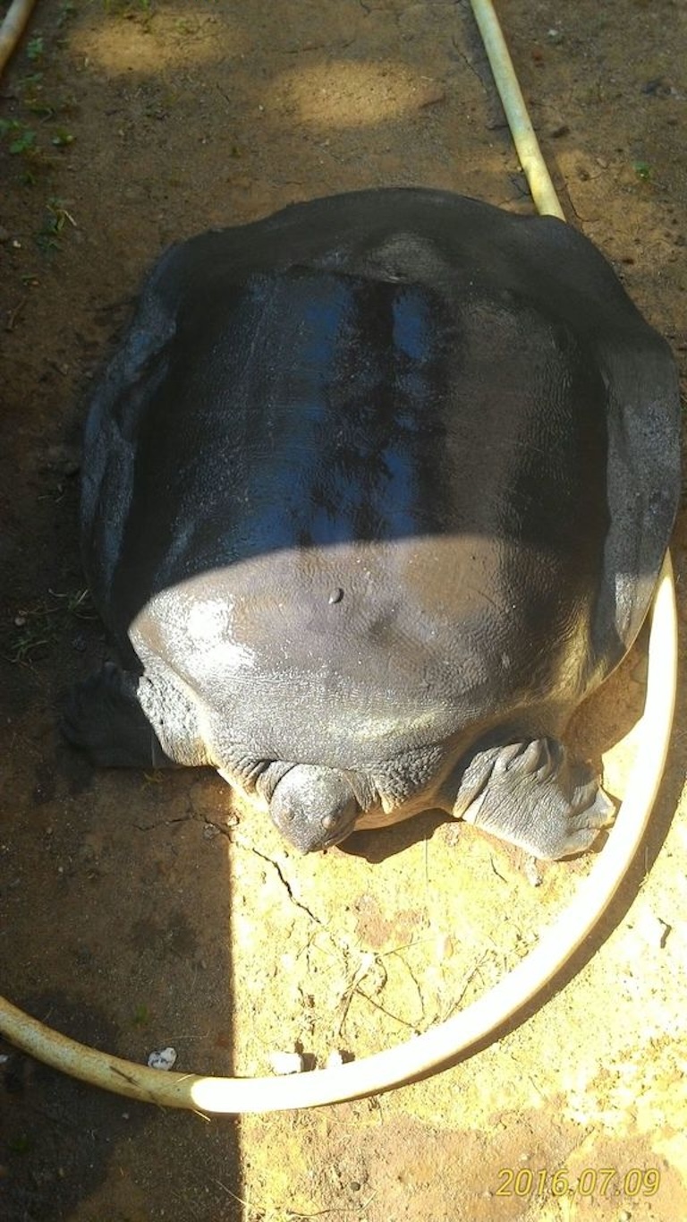 asian giant softshell subathe