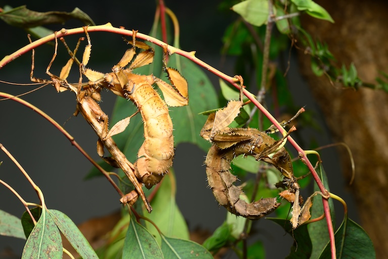 australian walking stick pair
