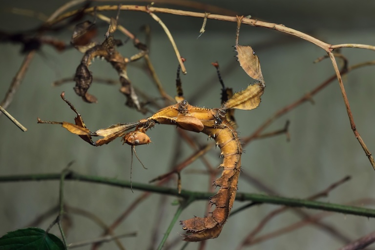 australian walking stick walk