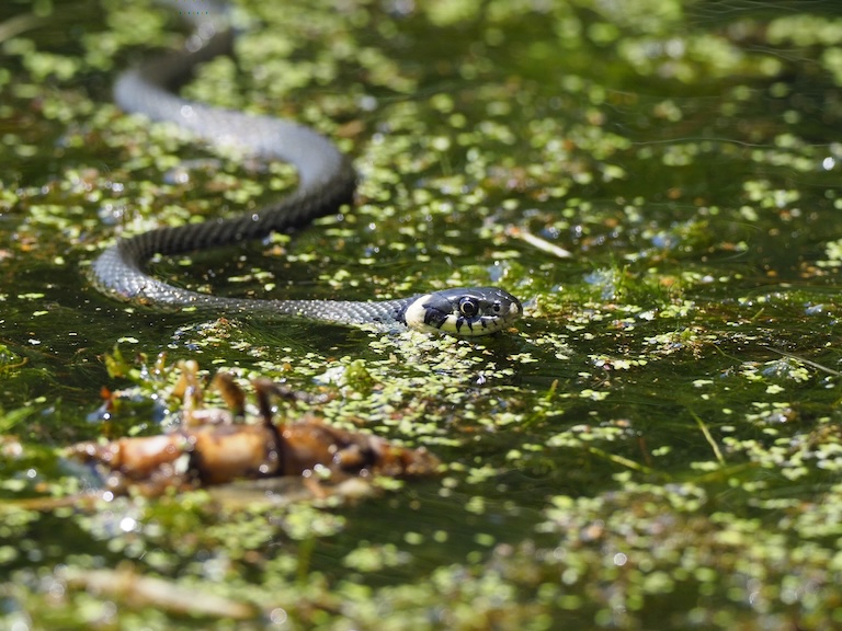 european grass snake swimming 