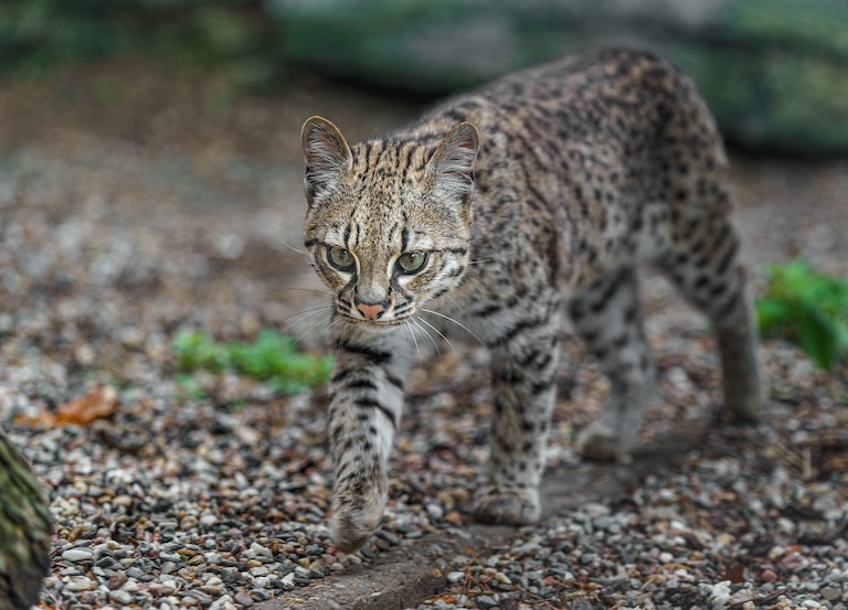 geoffroy’s cat full picture