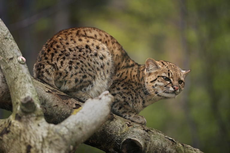 geoffroy’s cat in a tree