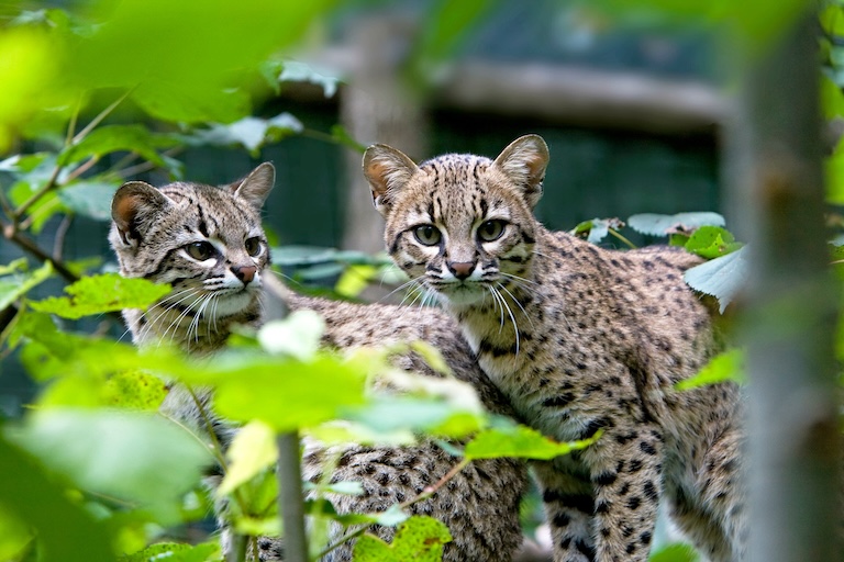 a pair of geoffroy’s cat