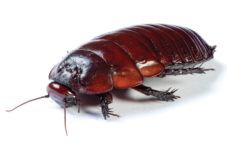 giant burrowing cockroach profile