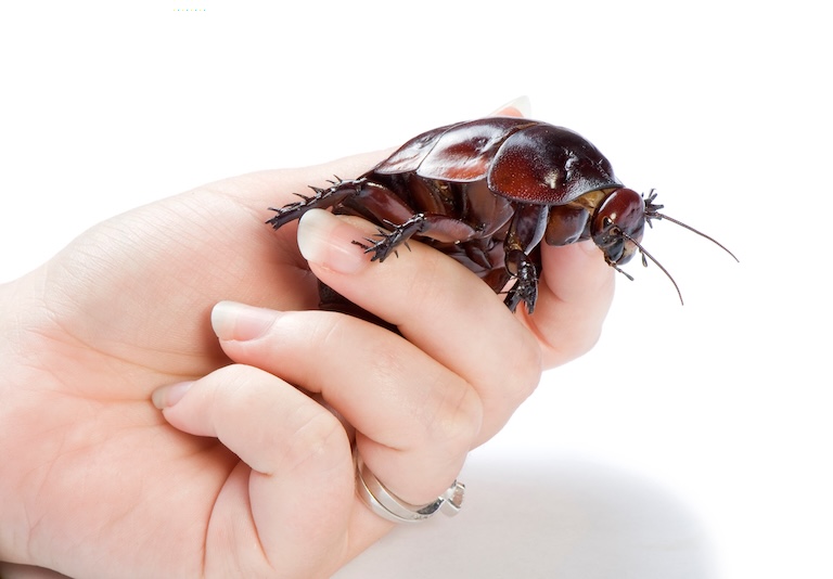 giant burrowing cockroach size