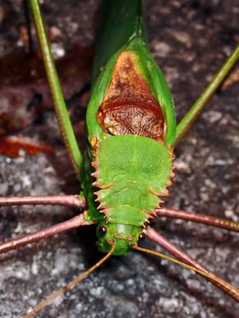giant malaysian katydid top