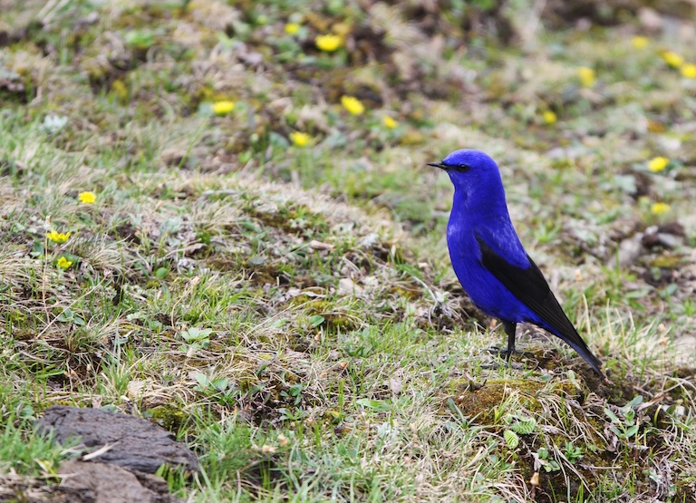 grandala on the ground