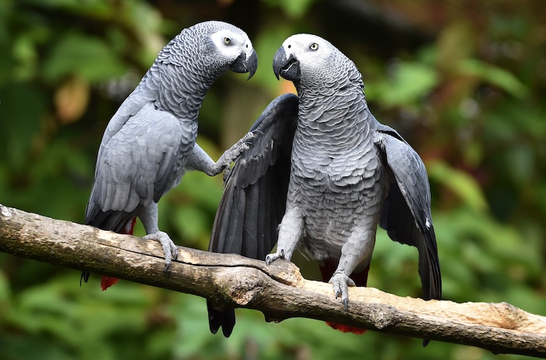 grey parrot bond