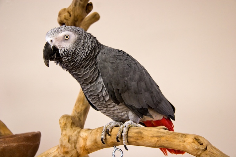 grey parrot perch
