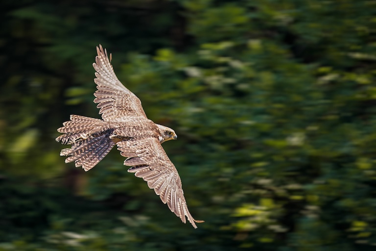 gyrfalcon flying