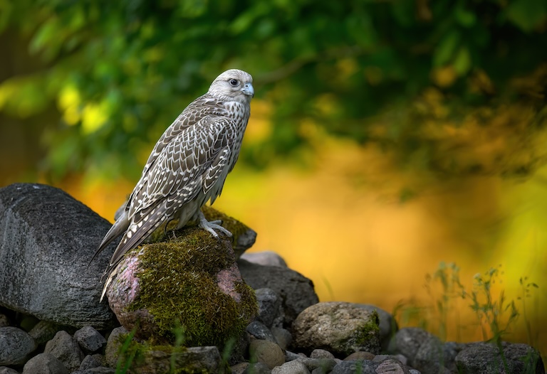 gyrfalcon on the rock