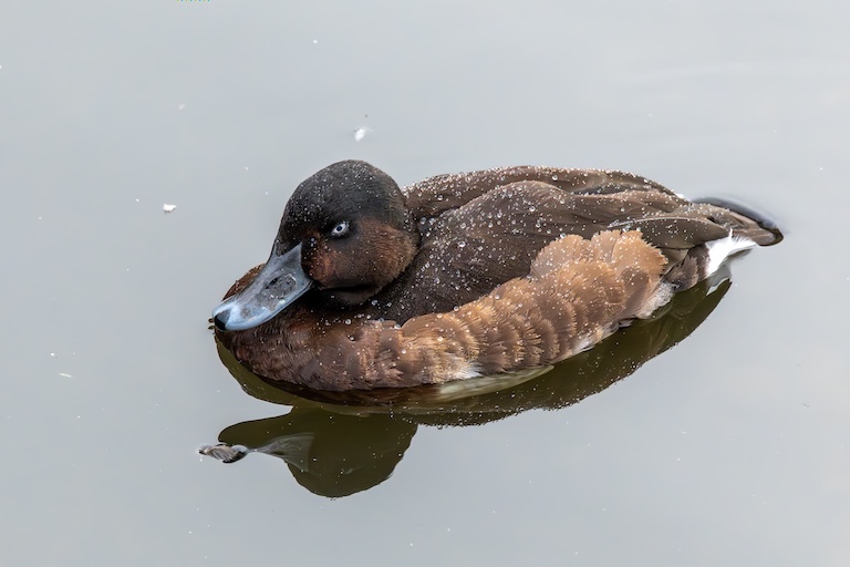 madagascar pochard swimming