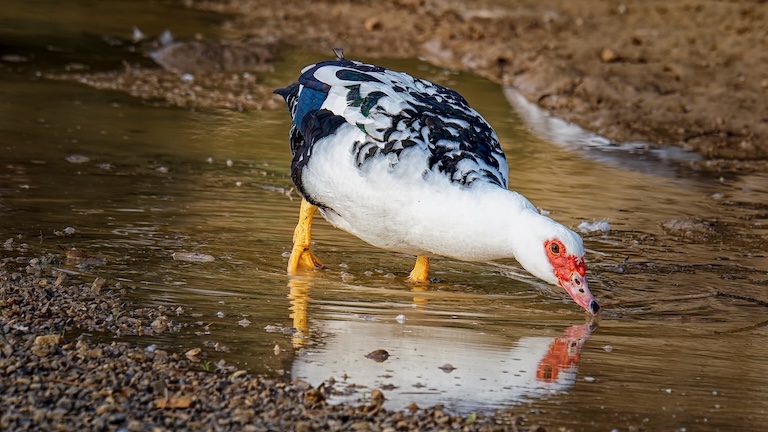 muscovy duck drinking