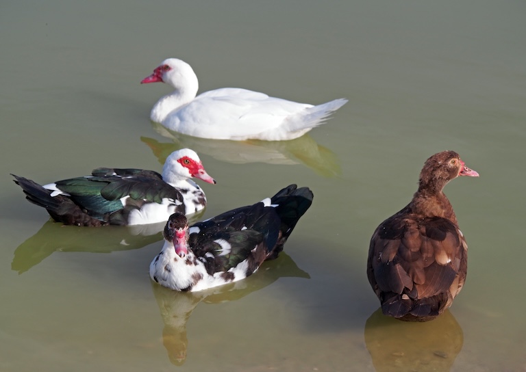 muscovy duck group