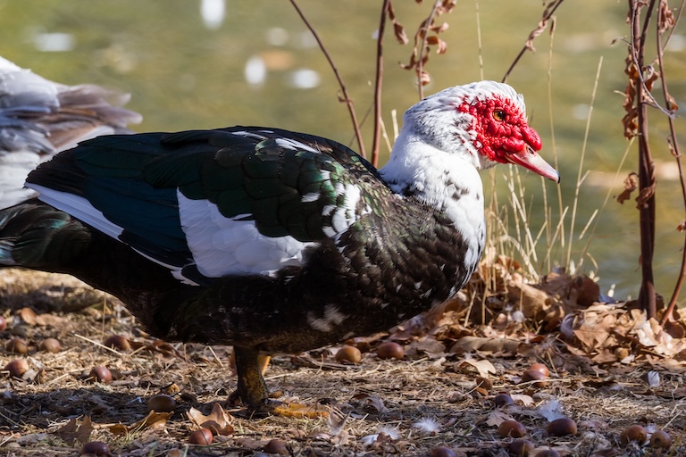 muscovy duck profile