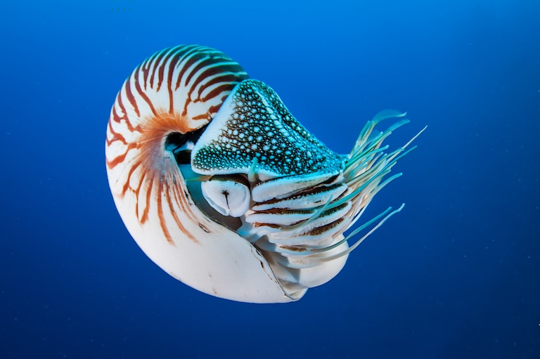 nautilus in blue water