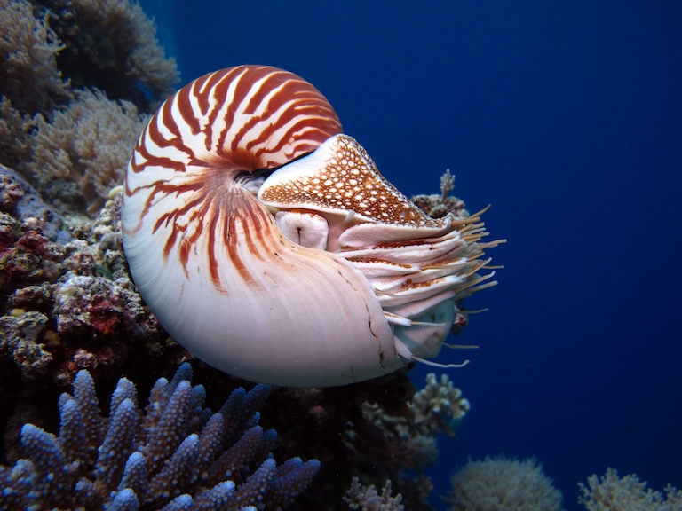 nautilus swimming