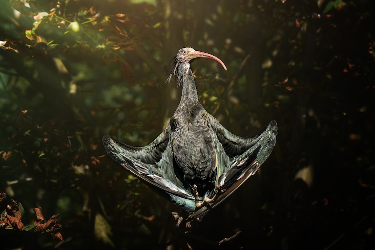 northern bald ibis display