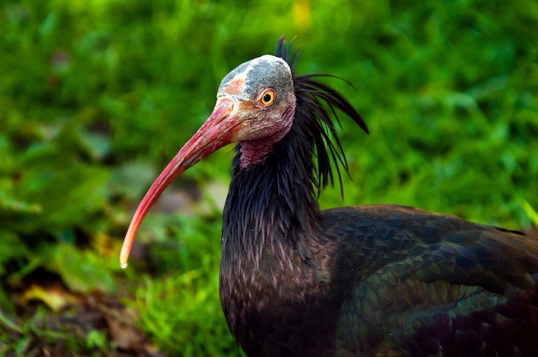 northern bald ibis profile