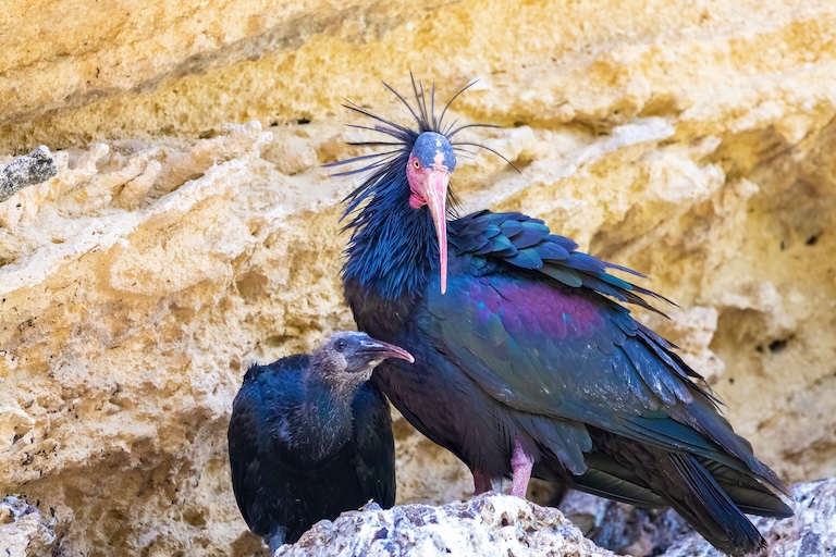 northern bald ibis rest