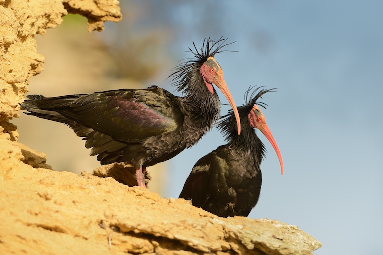 northern bald ibis up the cliff