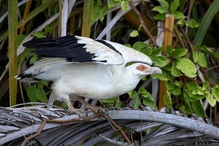 palm-nut vulture take-off 